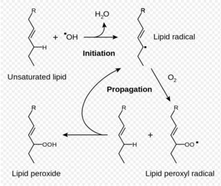 Mechanism of oxygen toxicity