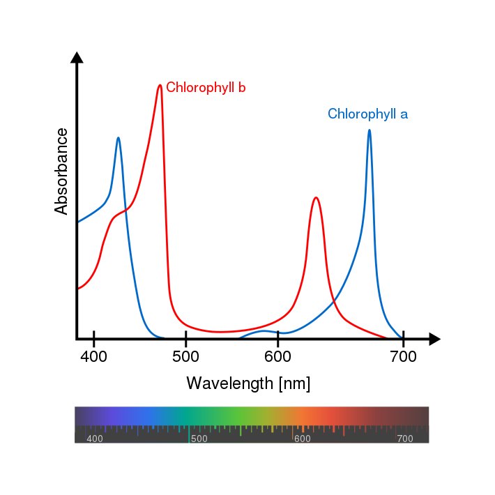 chlorophyll spectrum