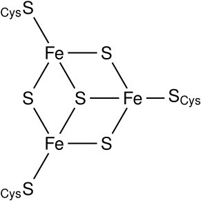 Fe3S4 cluster